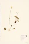 Fringed Grass of Parnassus specimen